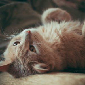 قطة شيرازي هافان للتبني