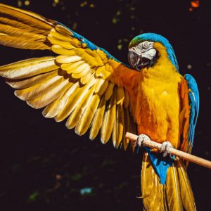 ببغاء ذكي وصديق للأطفال