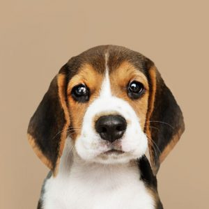 كلب بلاك شيبرد جيرمن للتبني