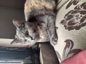 قطه للتبني انثى نوع سكوتش مكس شيرازي