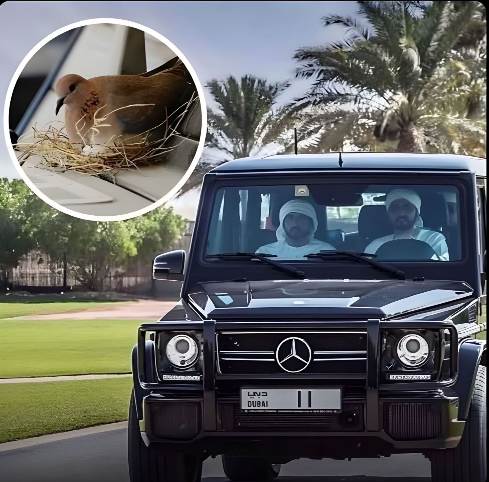 ولي عهد دبي يتوقف عن استخدام سيارته ليتيح للحمام بناء عش عليها.