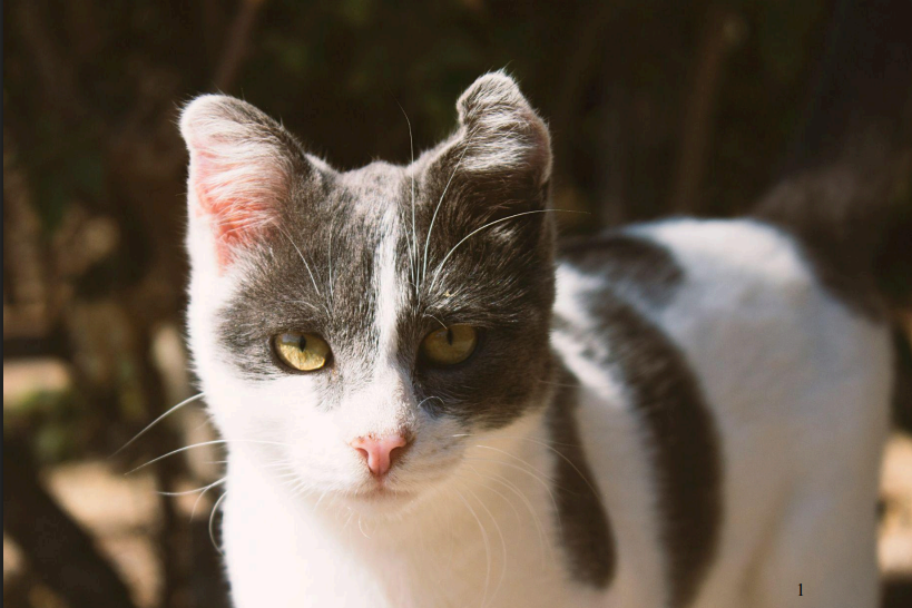 دمج رعاية الحيوان والبيئة في سياسات تطوير السياحة بالأردن: نموذج ريادي يعزز التنمية المستدامة