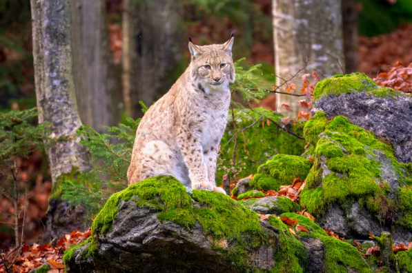 إسكتلندا تعزز جهود الحفظ بإطلاق 18 قطًا بريًا جديدًا في منتزه كيرنجورمز الوطني